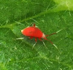 Coccobaphes frontifer