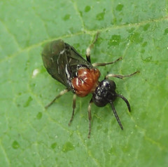 Eutomostethus ephippium