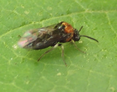 Eutomostethus ephippium
