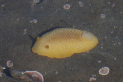 Doriopsilla albopunctata