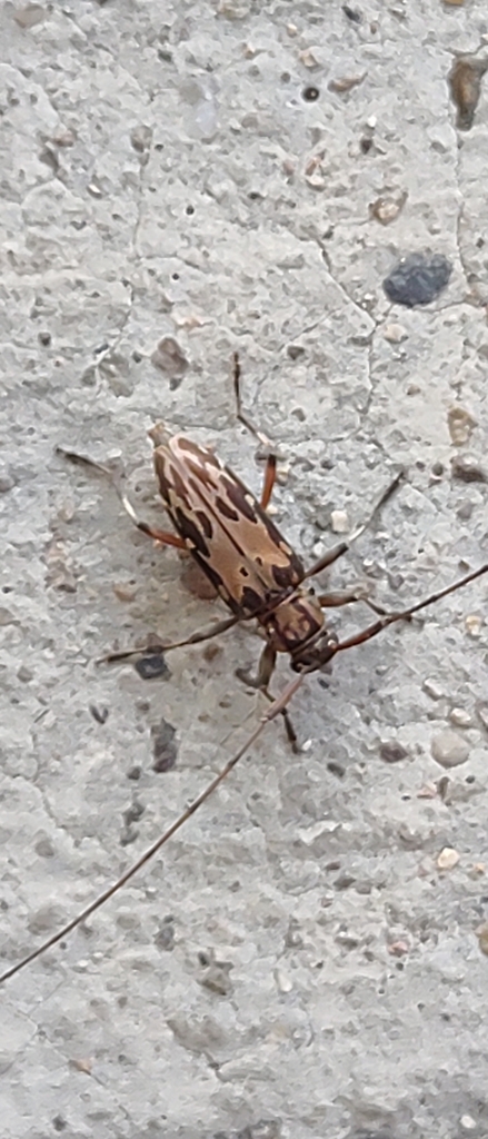 Lepturges infilatus