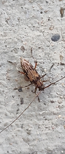 Lepturges infilatus