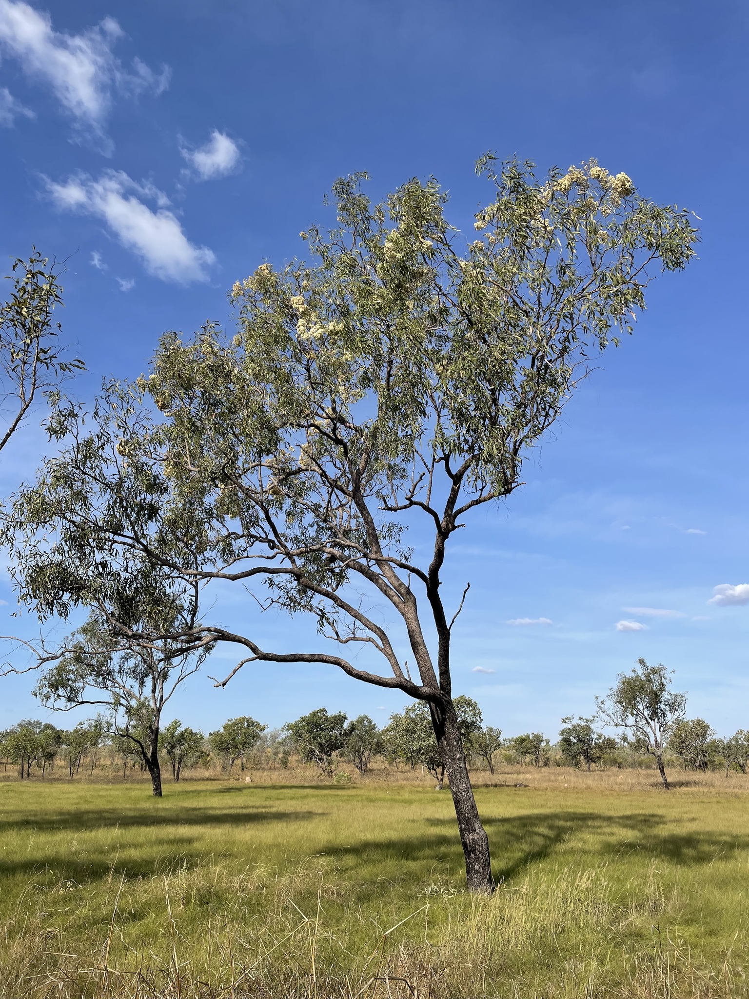 Corymbia polycarpa
