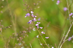 Desmodium obtusum