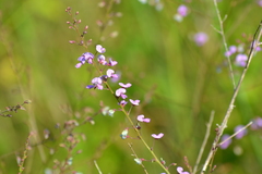 Desmodium obtusum