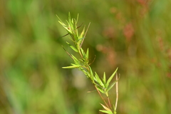 Dichanthelium sphaerocarpon