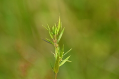 Dichanthelium sphaerocarpon