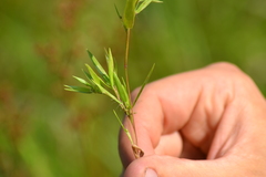 Dichanthelium sphaerocarpon