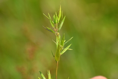 Dichanthelium sphaerocarpon