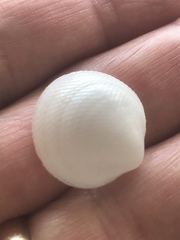 Divalinga quadrisulcata