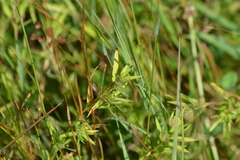 Dichanthelium sphaerocarpon