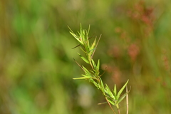 Dichanthelium sphaerocarpon