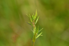 Dichanthelium sphaerocarpon