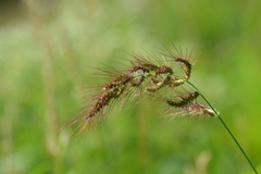 Echinochloa walteri