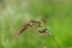 Echinochloa walteri