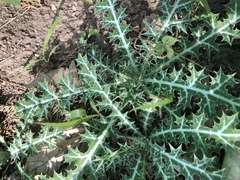 Argemone mexicana