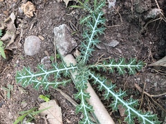Argemone mexicana