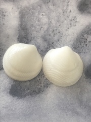 Divalinga quadrisulcata