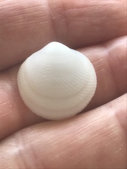 Divalinga quadrisulcata