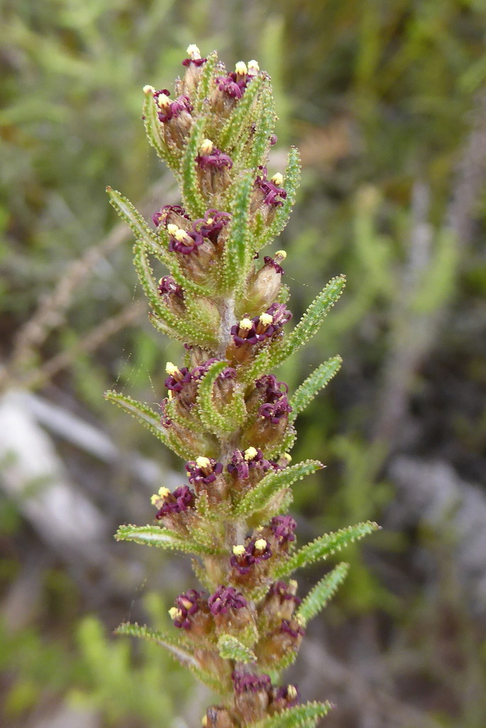 Longleaf Renosterbush from Silver Mine (Nature Reserve), Cape Town ...