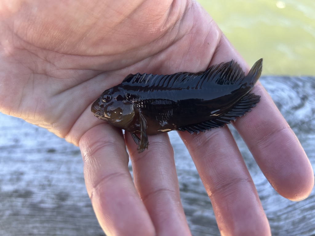 Crested Blenny (Hypleurochilus geminatus) — Blenniidae