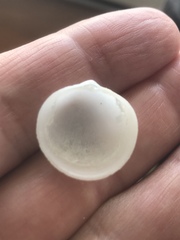 Divalinga quadrisulcata