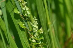 Fagopyrum esculentum