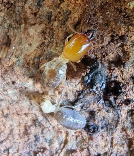 Genus Labiotermes · iNaturalist