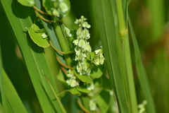 Fagopyrum esculentum