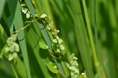 Fagopyrum esculentum