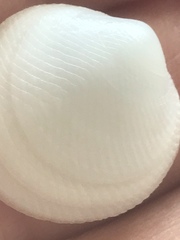 Divalinga quadrisulcata