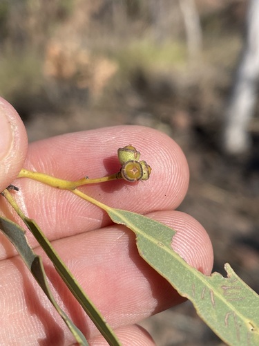 Eucalyptus obconica 3