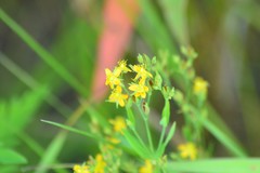 Hypericum majus