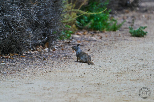 iNaturalist observation photo of California Ground Squirrel