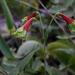 Alstroemeria julieae - Photo (c) Mauricio Mercadante, algunos derechos reservados (CC BY-NC-SA)