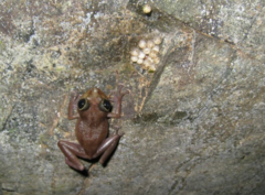 Eleutherodactylus cooki