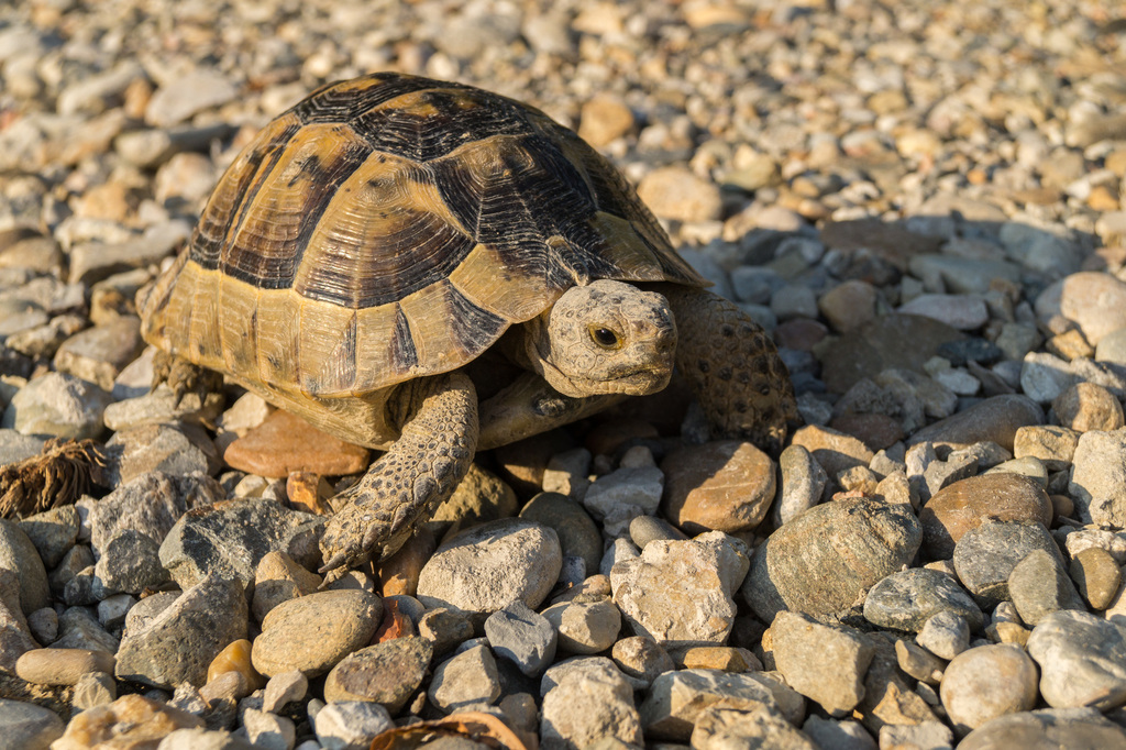 Asia Minor Tortoise in July 2017 by lugachev_vitaly. Взрослый самец ...