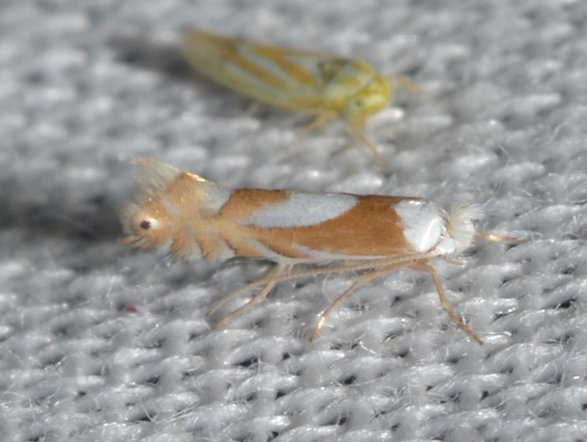 Oak Tentiform Leafminer (Insects of Kern County) · iNaturalist