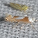 Phyllonorycter fitchella - Photo (c) Andy Reago & Chrissy McClarren, μερικά δικαιώματα διατηρούνται (CC BY)