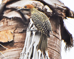 Colaptes fernandinae