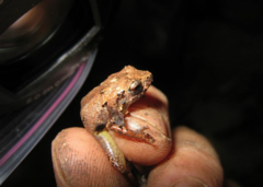 Eleutherodactylus wightmanae