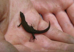 Sphaerodactylus klauberi