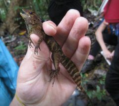 Anolis gundlachi
