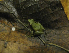 Eleutherodactylus brittoni