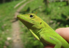 Anolis evermanni