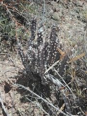 Quaqua mammillaris