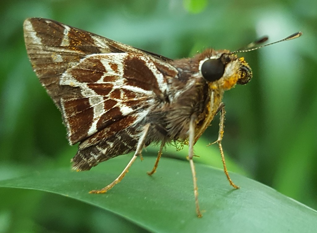 Vivid Skipper