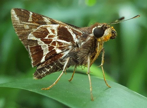 Vivid Skipper