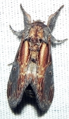 Notodonta scitipennis