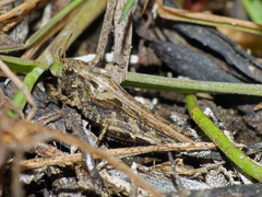 Paratettix argillaceus